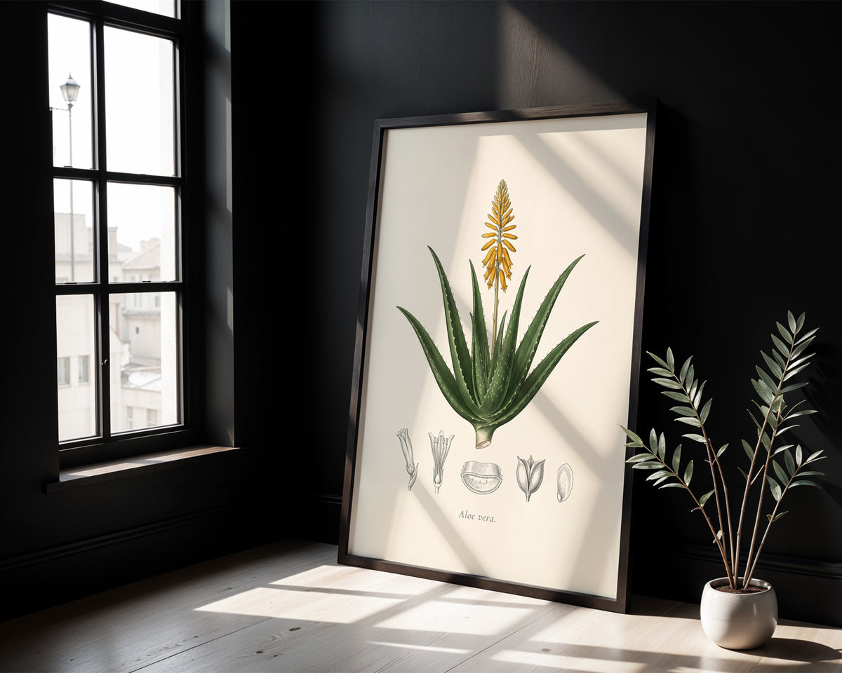 Aloe Vera Botanical Plate - Aloe vera