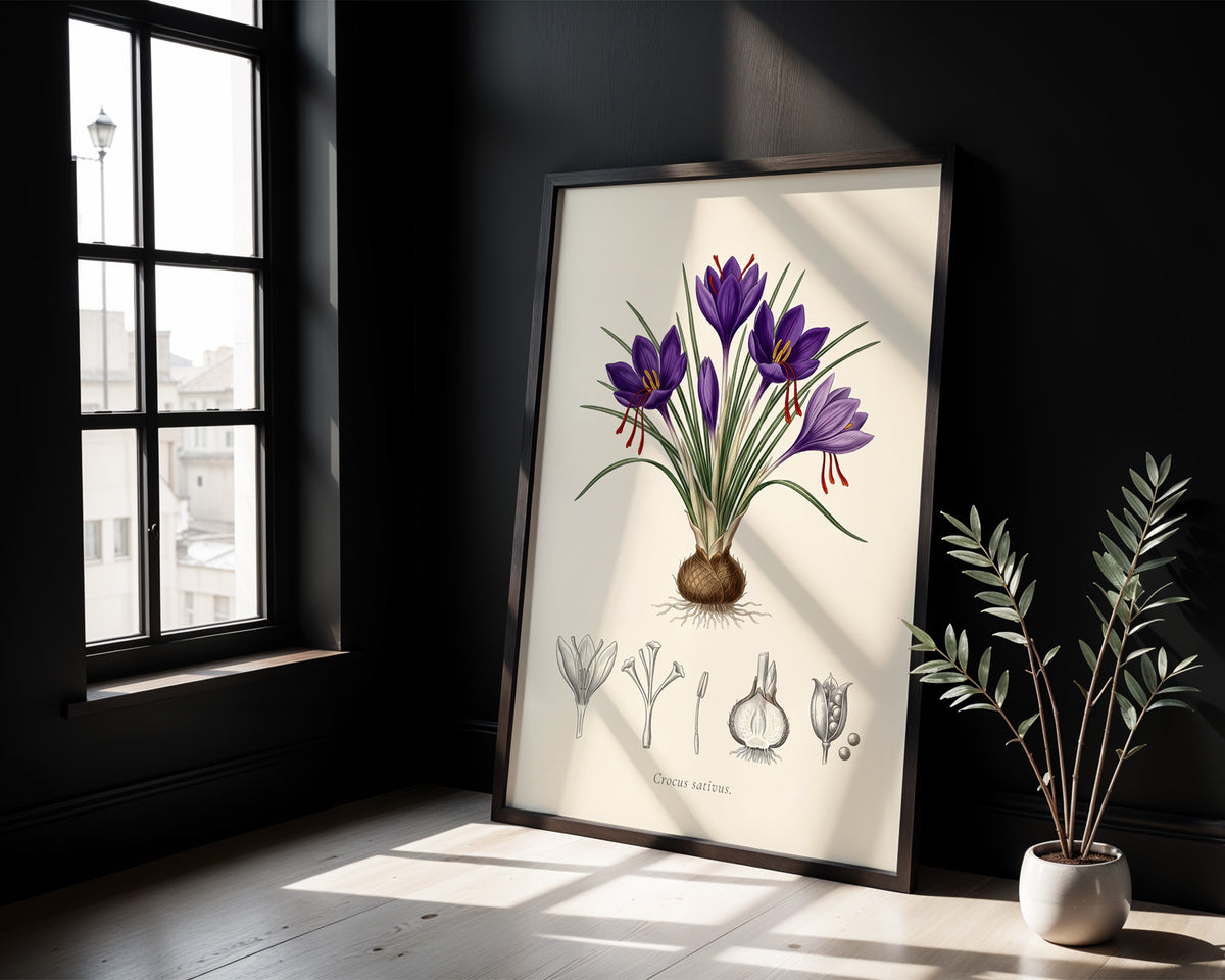 Crocus Sativus - Saffron Crocus, Botanical Plate