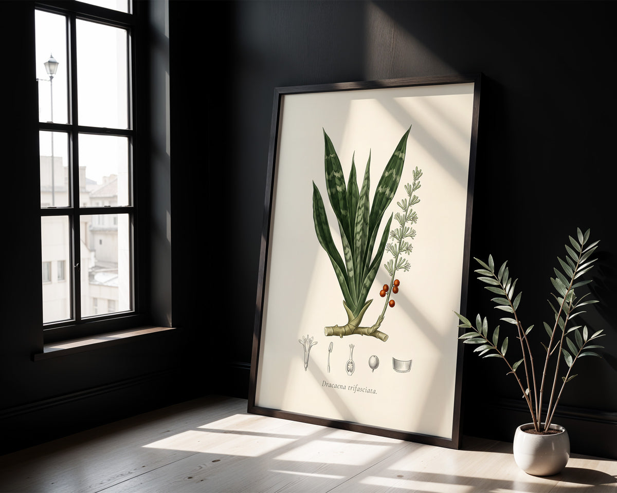 Snake Plant Botanical Plate - Dracaena trifasciata