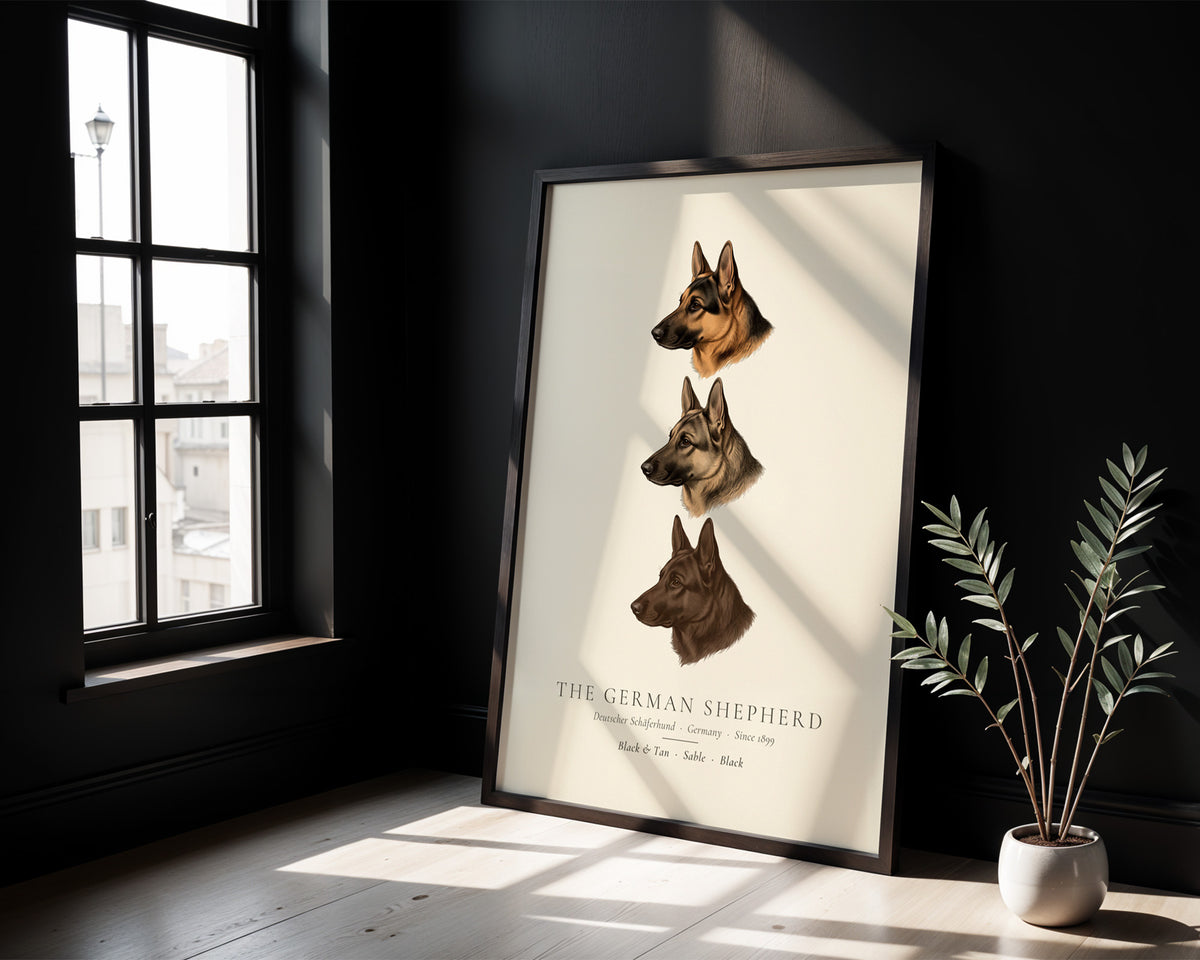 German Shepherd three colours plate, black and tan, sable and black head studies, The Kennel Book - detail