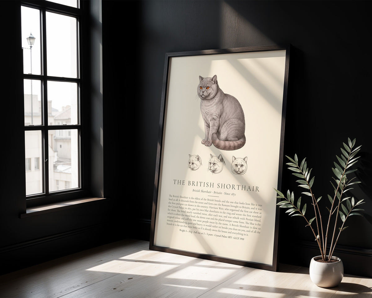 Lilac British Shorthair Plate - The Kennel Book
