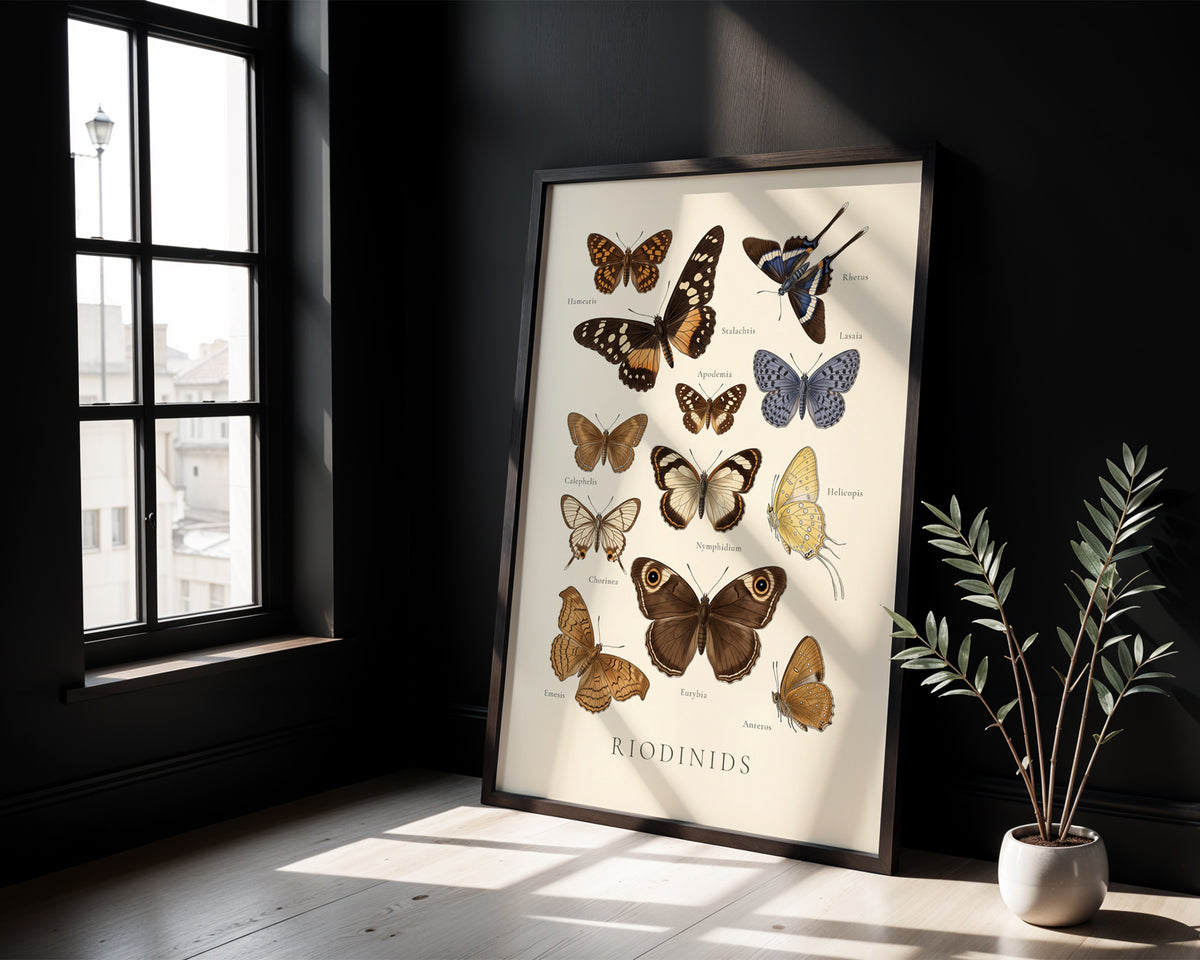 Riodinids — Butterfly Chart poster