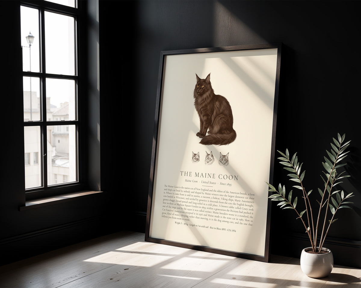 Black Maine Coon Plate - The Kennel Book