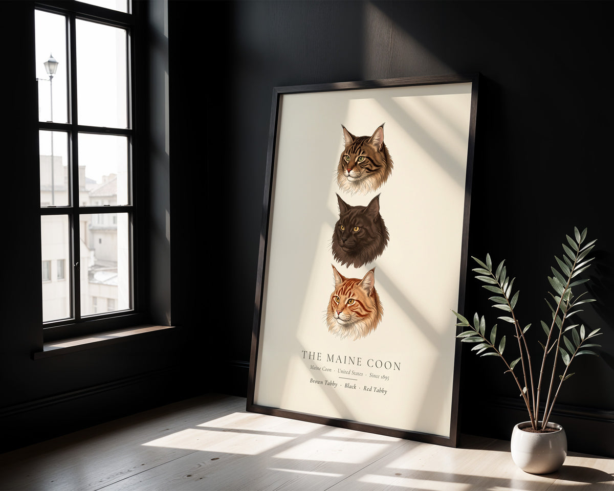 Maine Coon Three Colours Plate - The Kennel Book