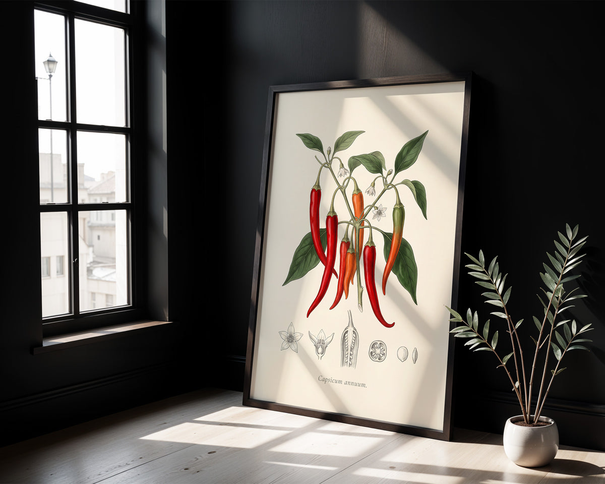 Capsicum Annuum - Chilli Pepper, Botanical Plate