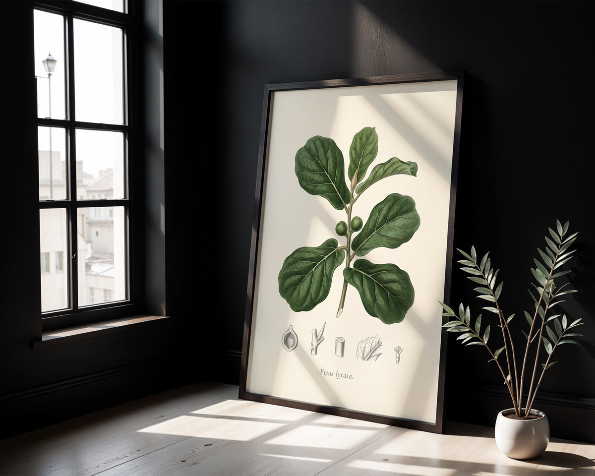 Fiddle Leaf Fig Botanical Plate - Ficus lyrata