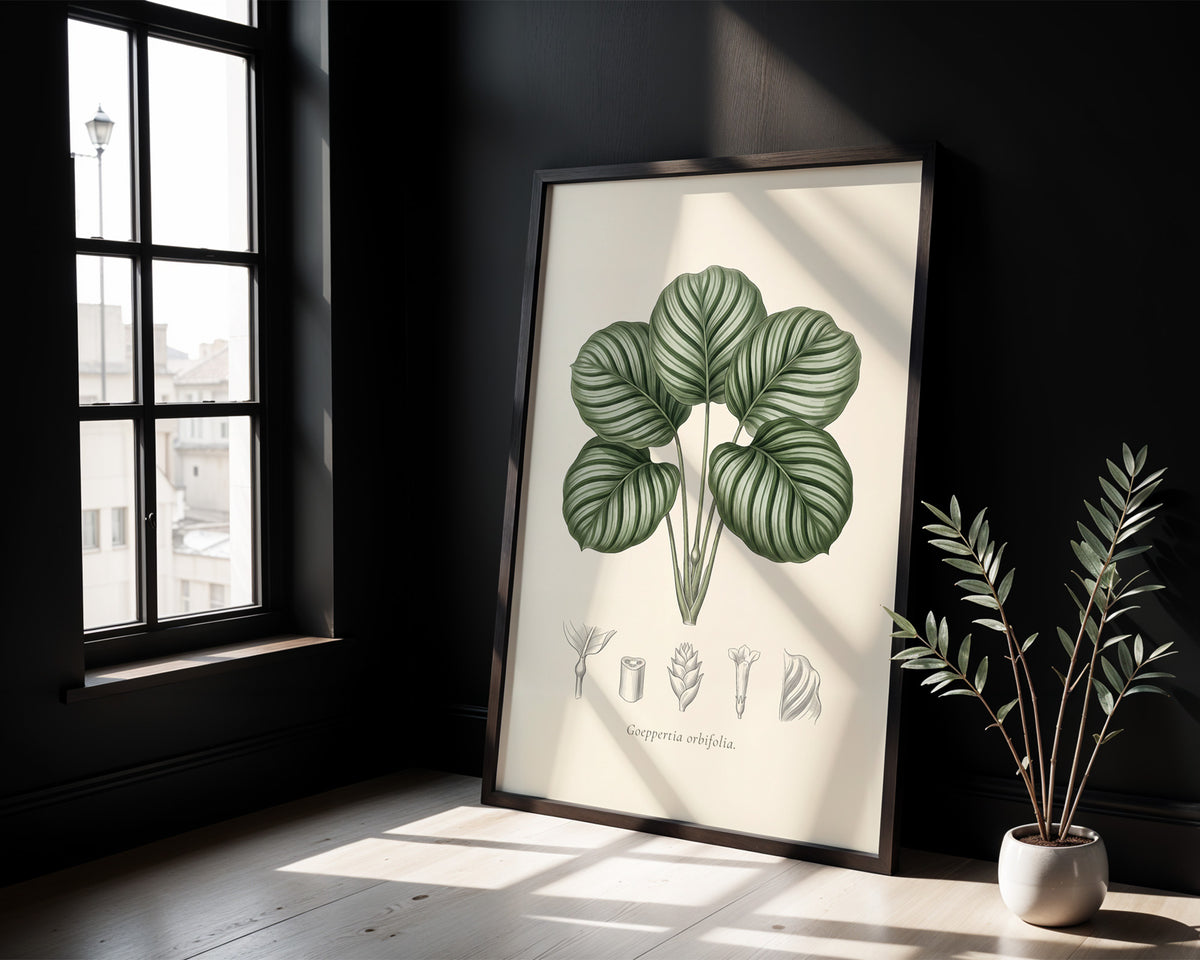 Calathea Orbifolia Botanical Plate - Goeppertia orbifolia