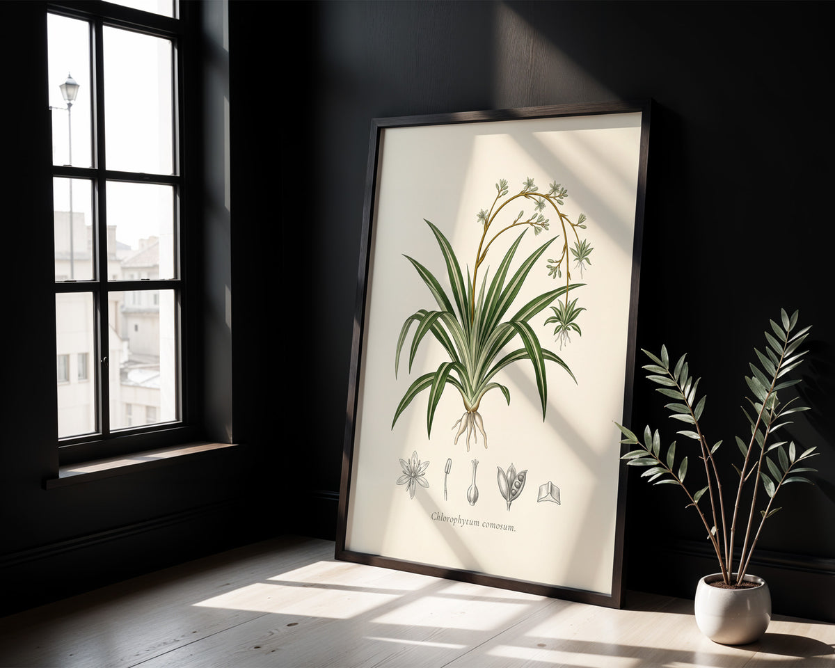 Spider plant botanical plate, antique engraving style, Chlorophytum comosum - detail
