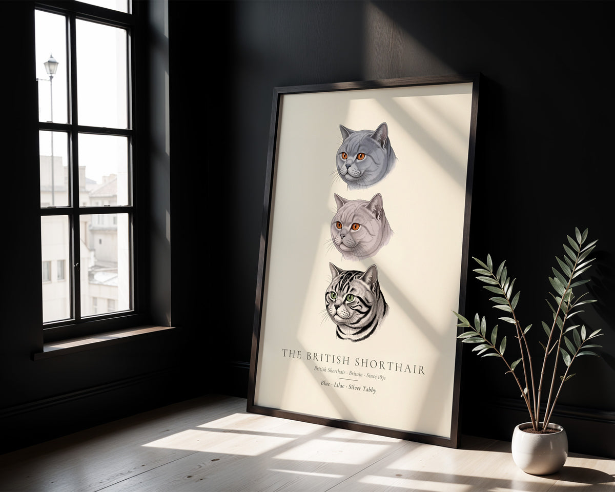 British Shorthair Three Colours Plate - The Kennel Book