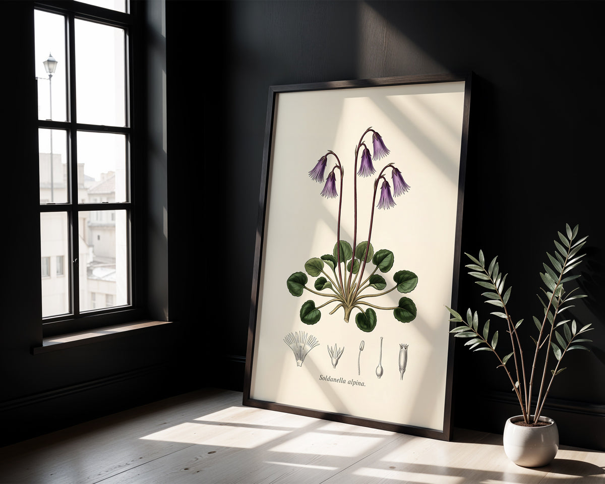 Soldanella Alpina - Alpine Snowbell, Botanical Plate