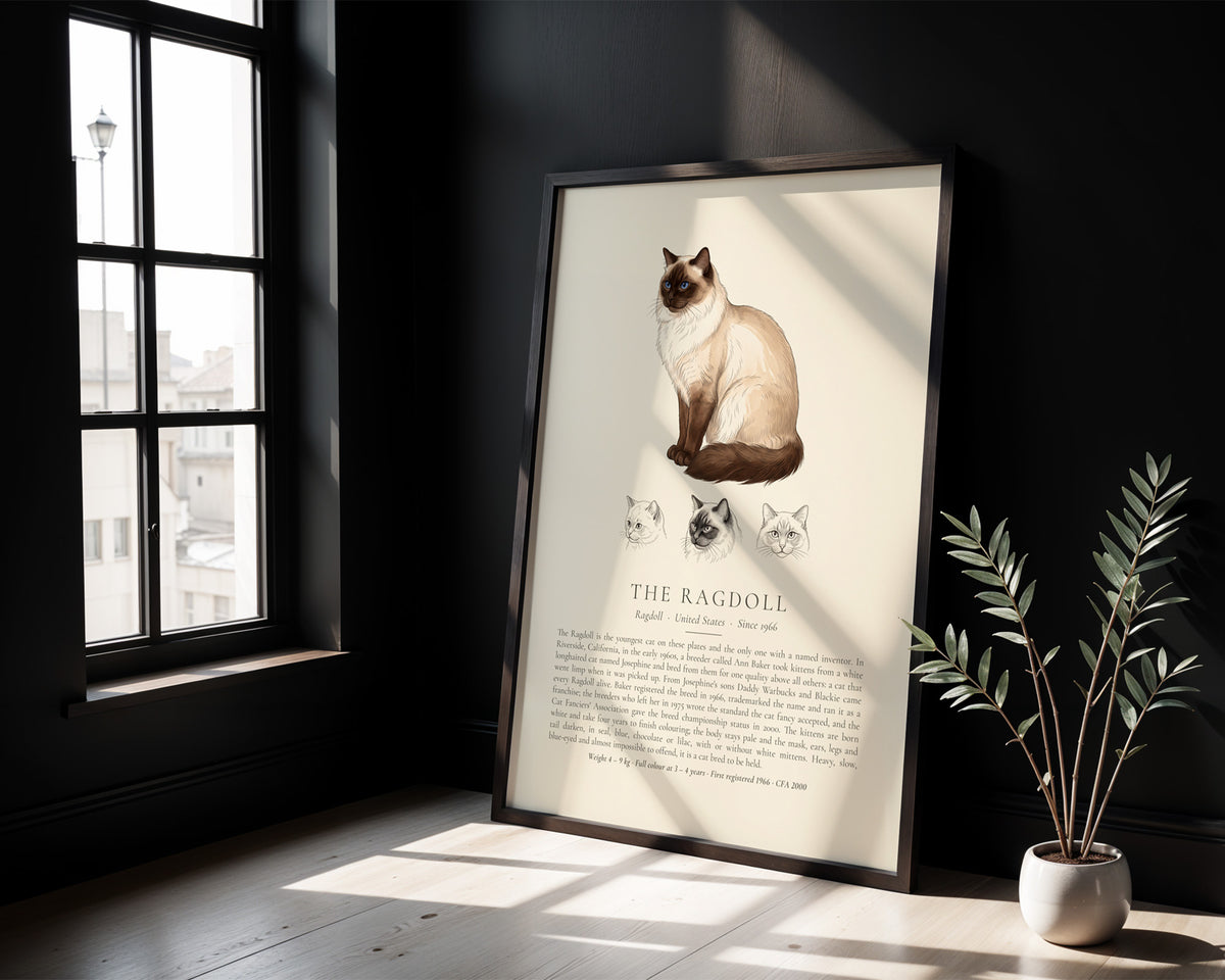 Seal point Ragdoll breed plate with three ink head studies, The Kennel Book
