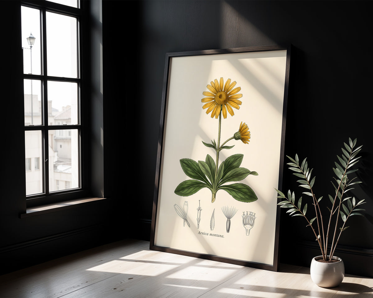 Arnica Montana - Mountain Arnica, Botanical Plate