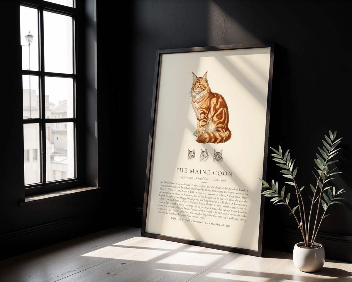 Red Tabby Maine Coon Plate - The Kennel Book