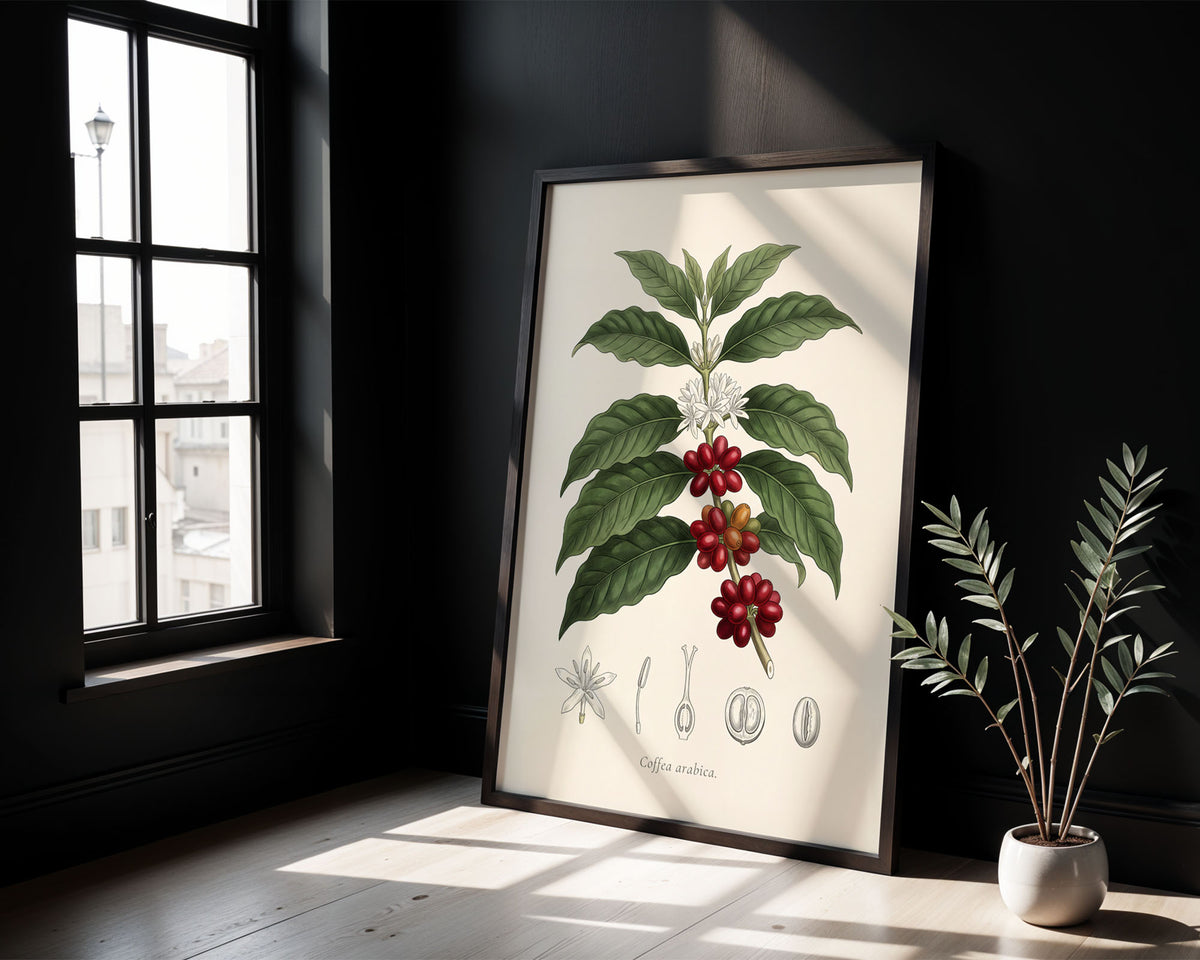 Coffea Arabica - Coffee Plant, Botanical Plate
