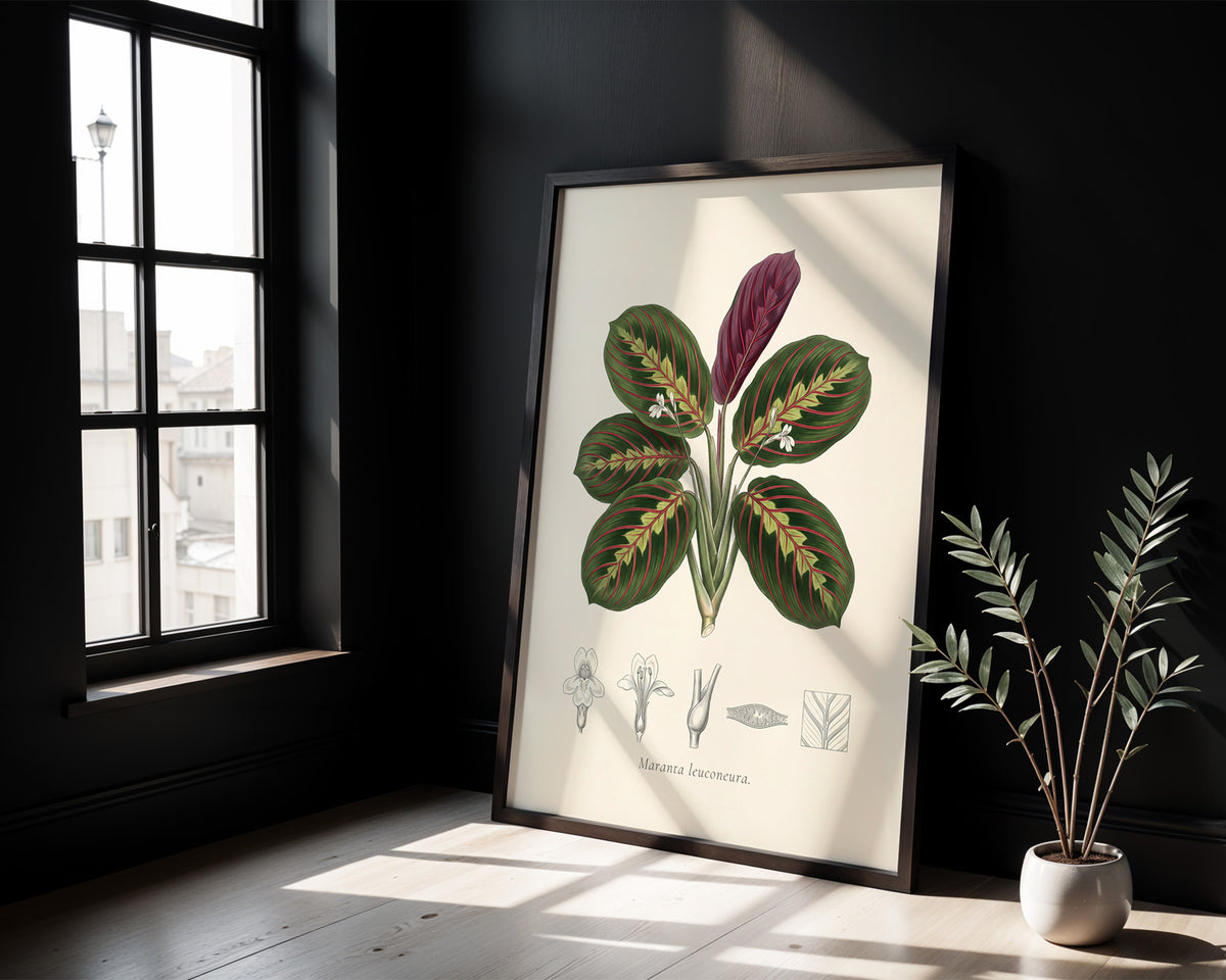 Prayer Plant Botanical Plate - Maranta leuconeura