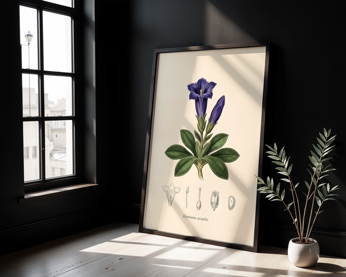 Gentiana Acaulis - Alpine Gentian, Botanical Plate