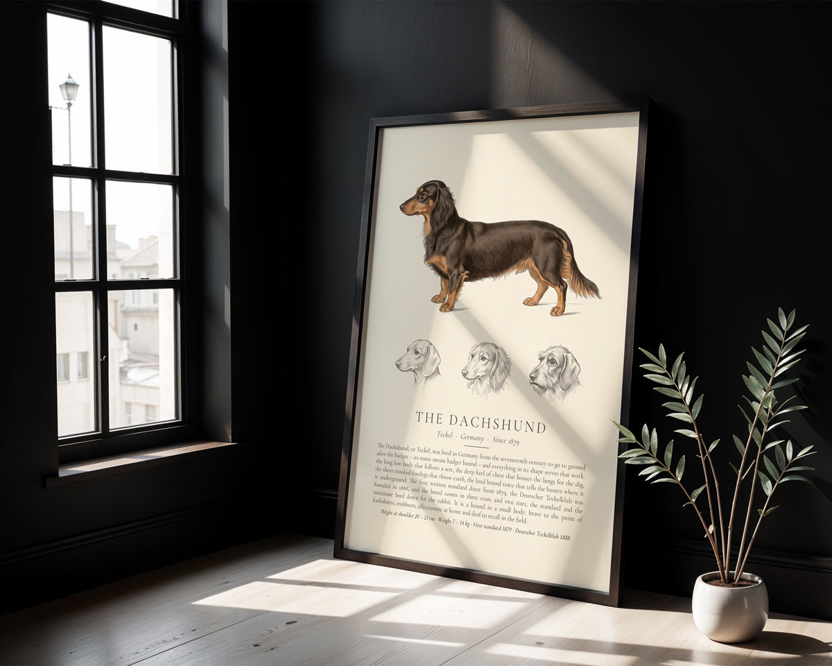 Long-haired Dachshund Plate - The Kennel Book