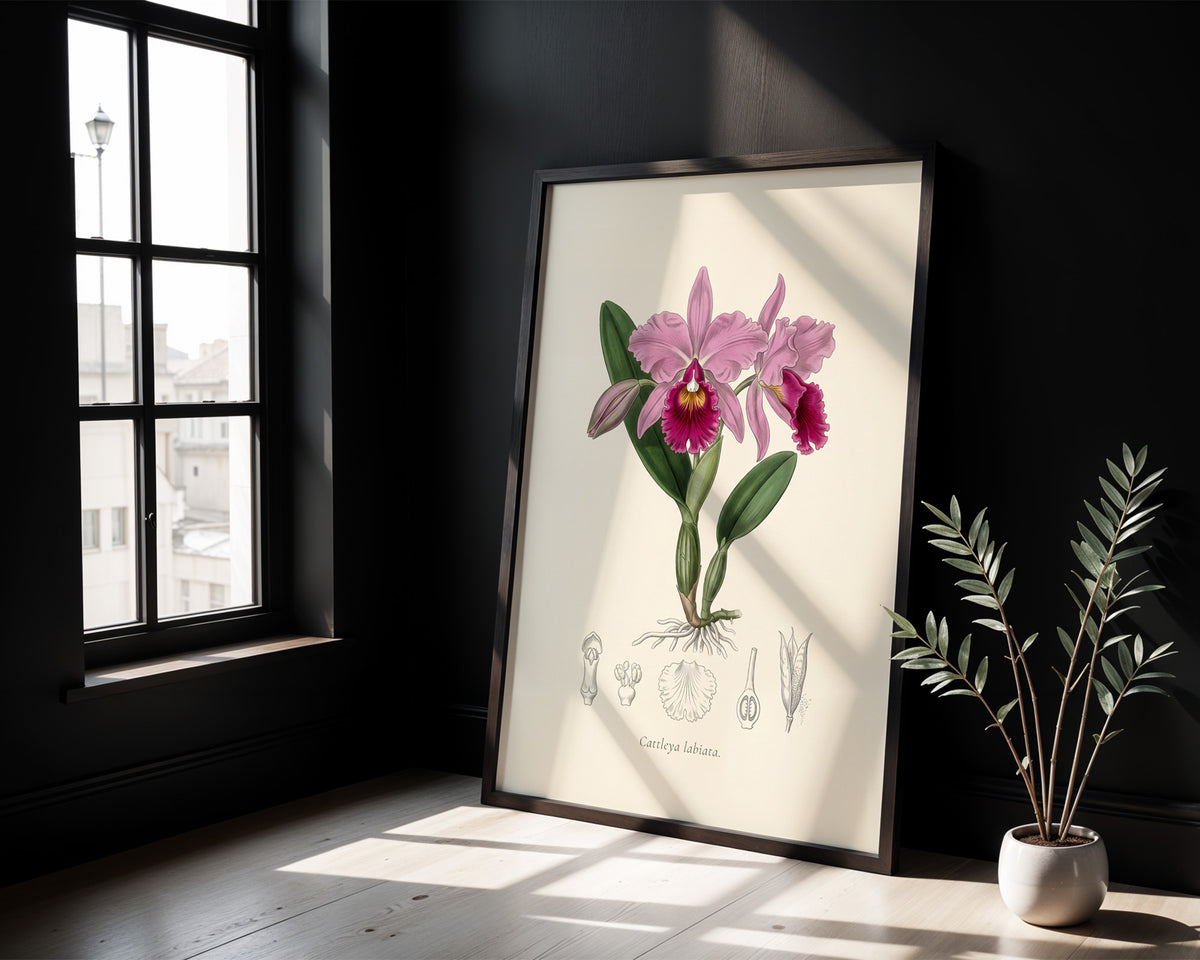 Cattleya Labiata - Cattleya Orchid, Botanical Plate