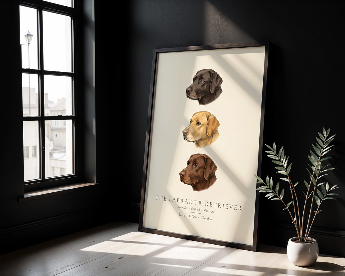 Labrador Retriever Three Colours Plate - The Kennel Book