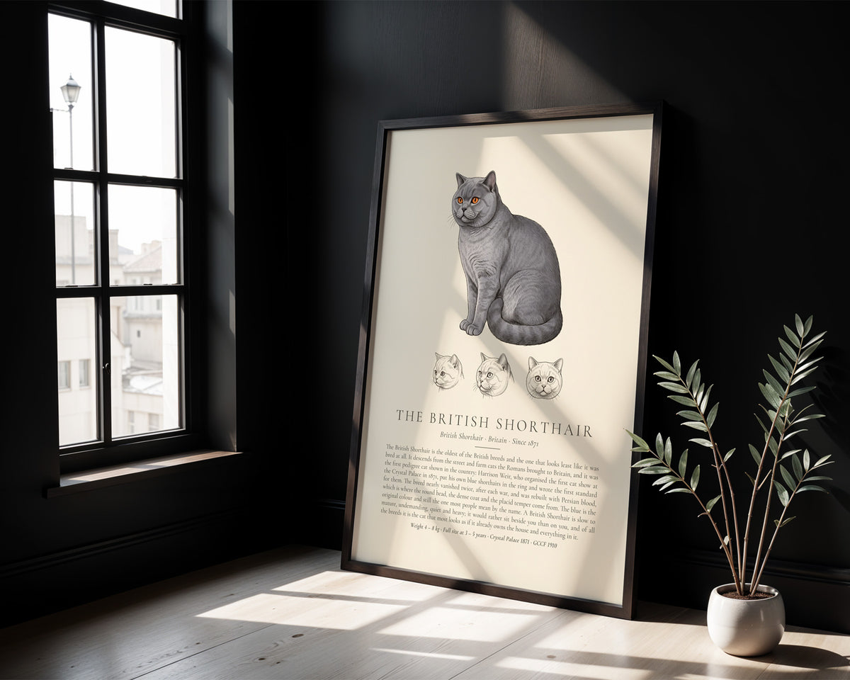 Blue British Shorthair Plate - The Kennel Book