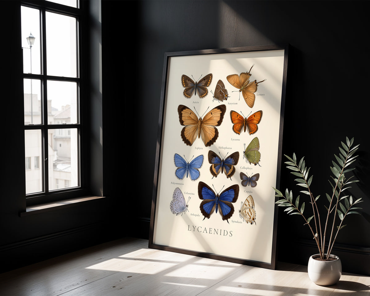 Lycaenidae — Butterfly Chart poster