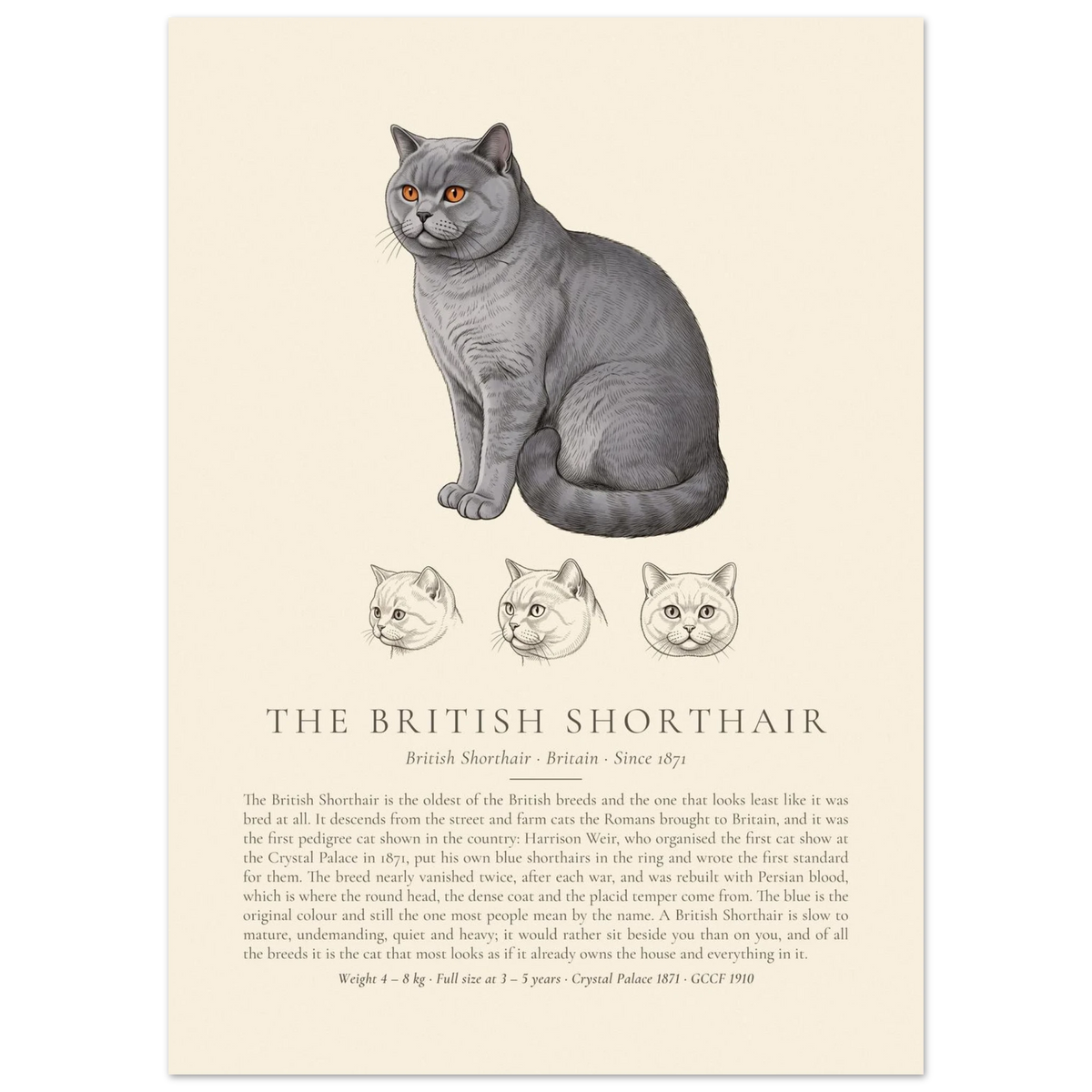 Blue British Shorthair breed plate with three ink head studies, The Kennel Book