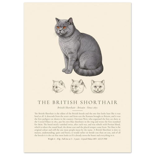 Blue British Shorthair breed plate with three ink head studies, The Kennel Book