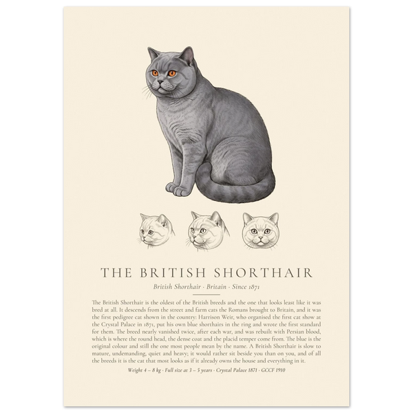 Blue British Shorthair breed plate with three ink head studies, The Kennel Book