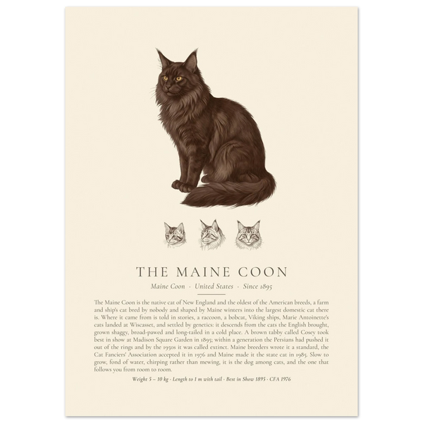 Black Maine Coon breed plate with three ink head studies, The Kennel Book