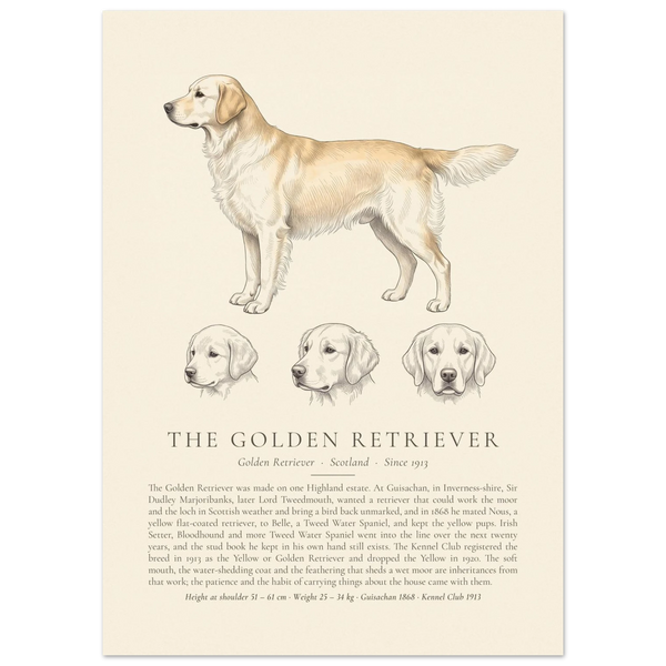 Cream Golden Retriever breed plate with three ink head studies, The Kennel Book