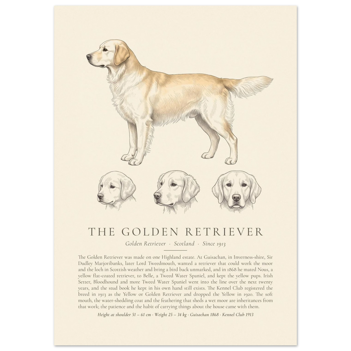 Cream Golden Retriever breed plate with three ink head studies, The Kennel Book