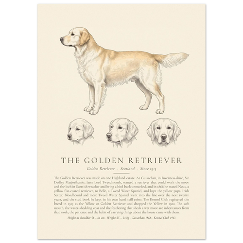 Cream Golden Retriever breed plate with three ink head studies, The Kennel Book