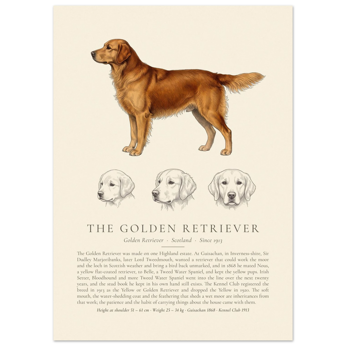 Dark gold Golden Retriever breed plate with three ink head studies, The Kennel Book