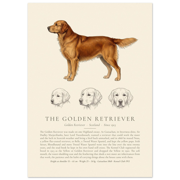 Dark gold Golden Retriever breed plate with three ink head studies, The Kennel Book
