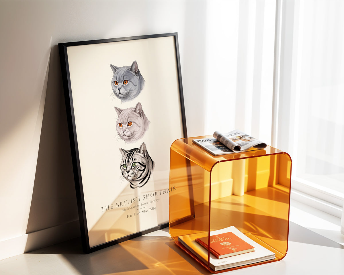 British Shorthair Three Colours Plate - The Kennel Book