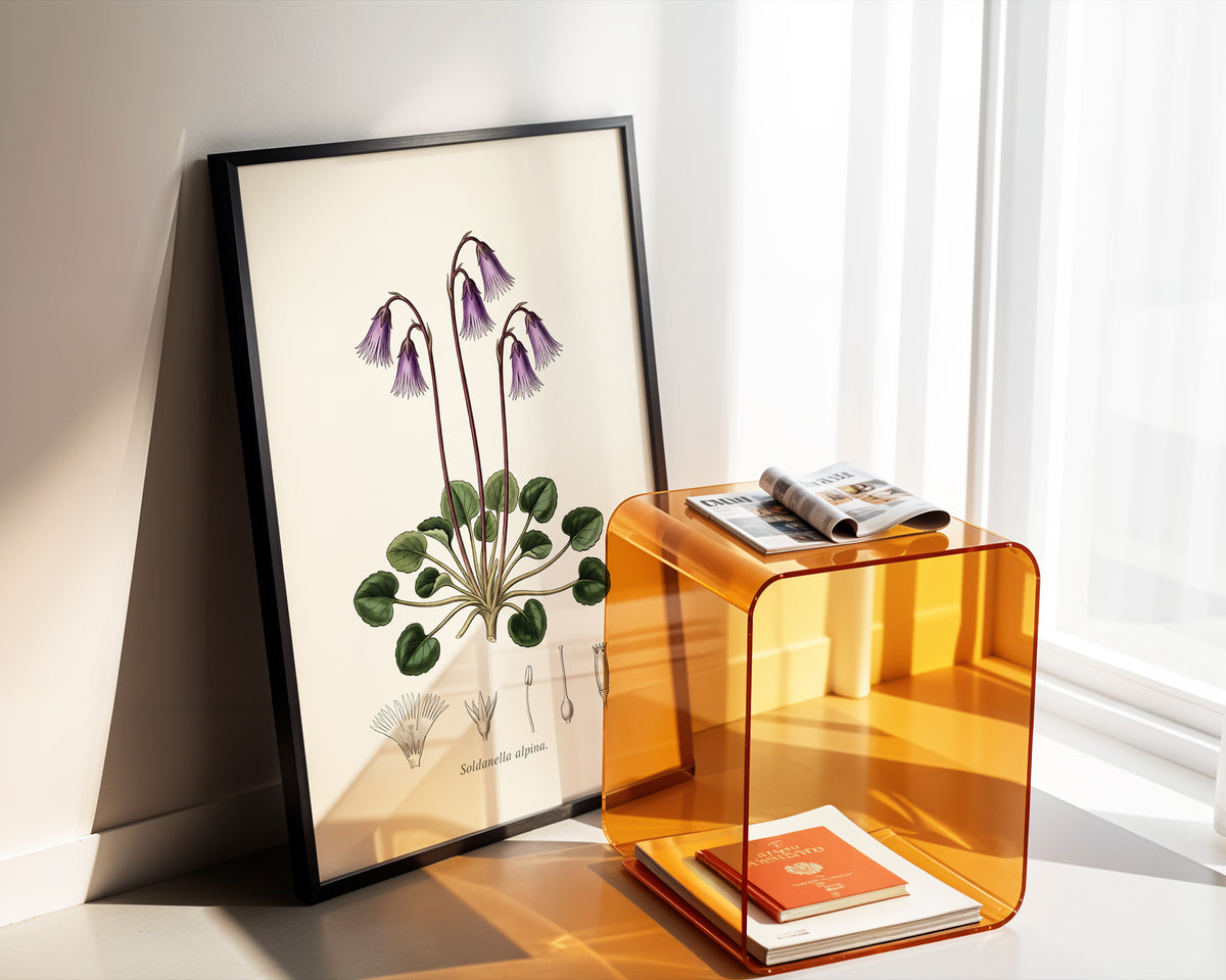 Soldanella Alpina - Alpine Snowbell, Botanical Plate