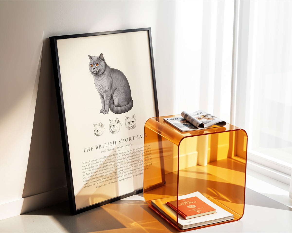Blue British Shorthair Plate - The Kennel Book