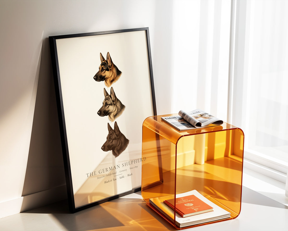 German Shepherd Three Colours Plate - The Kennel Book