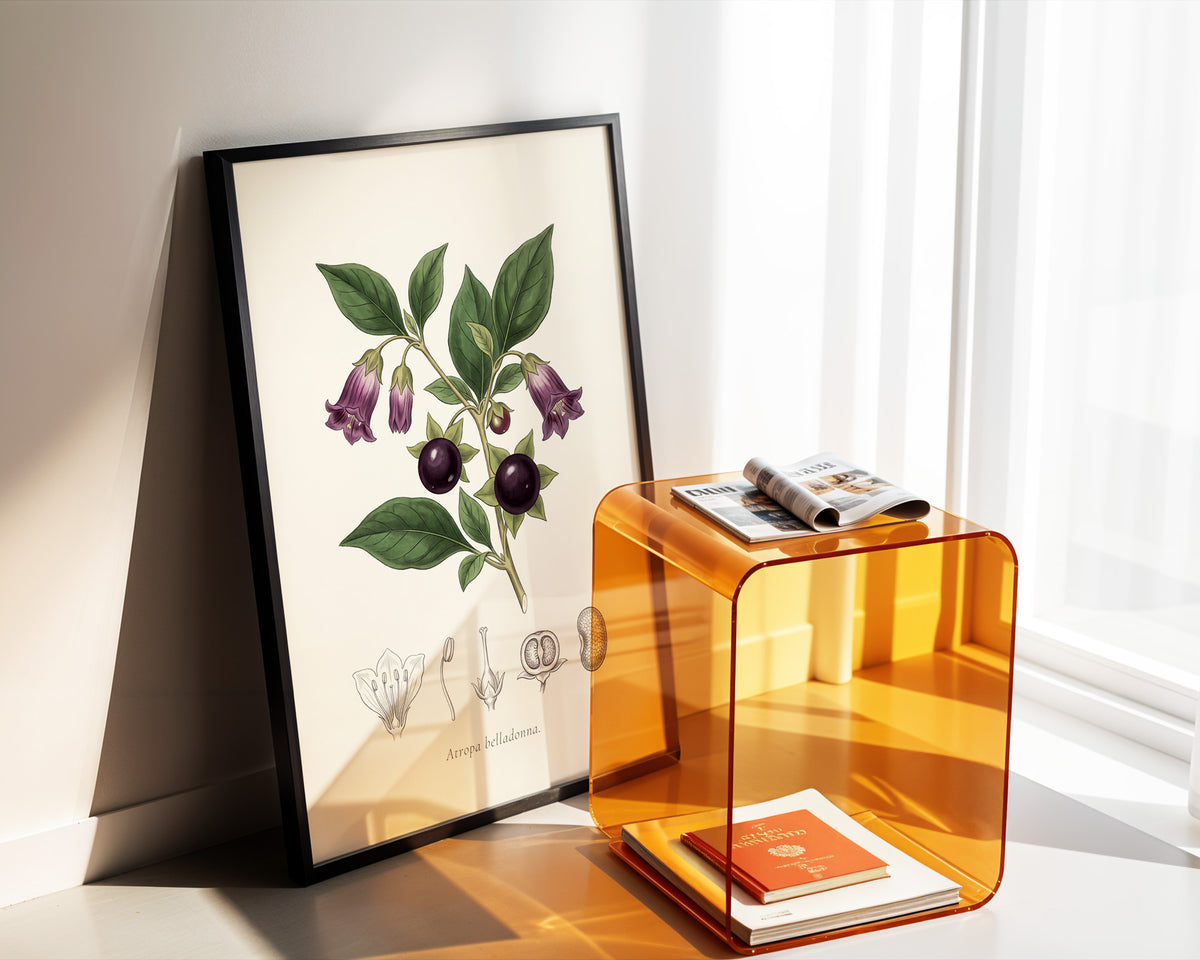 Atropa Belladonna - Deadly Nightshade, Botanical Plate