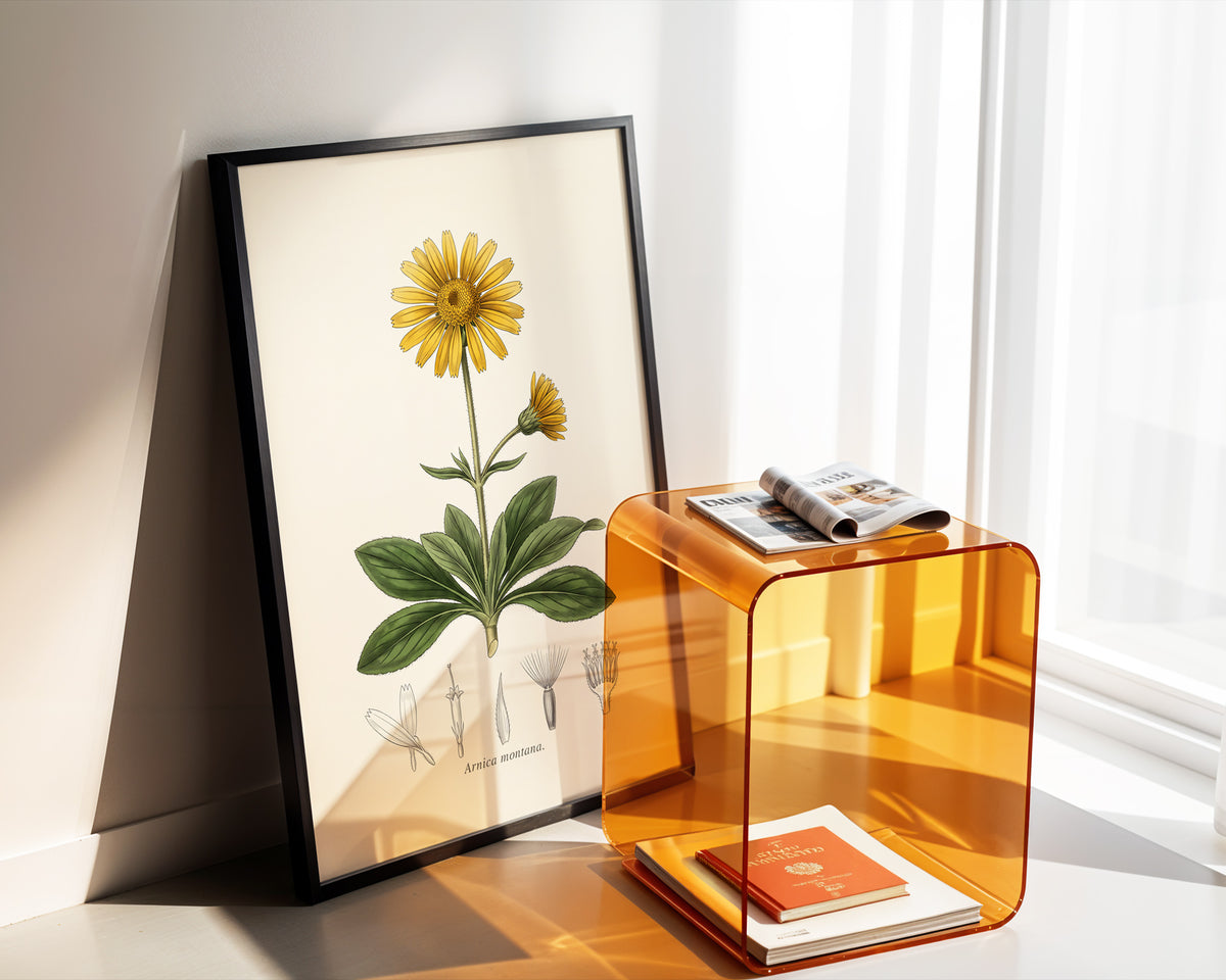Arnica Montana - Mountain Arnica, Botanical Plate