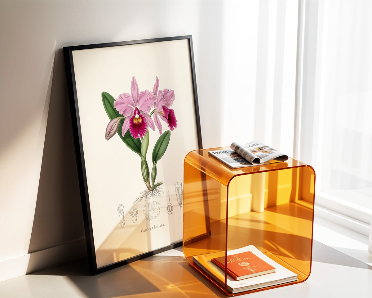 Cattleya Labiata - Cattleya Orchid, Botanical Plate