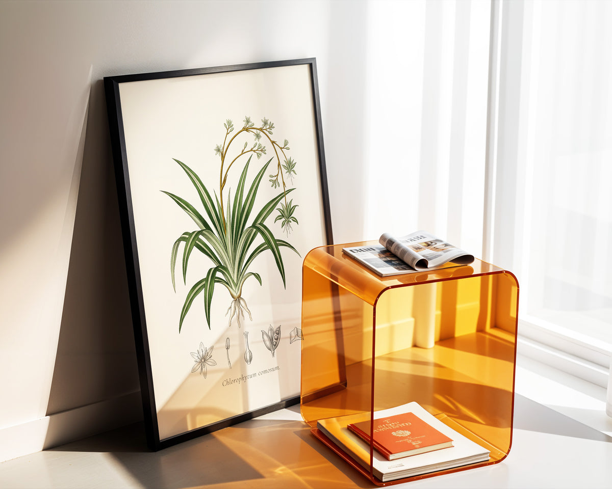 Spider Plant Botanical Plate - Chlorophytum comosum