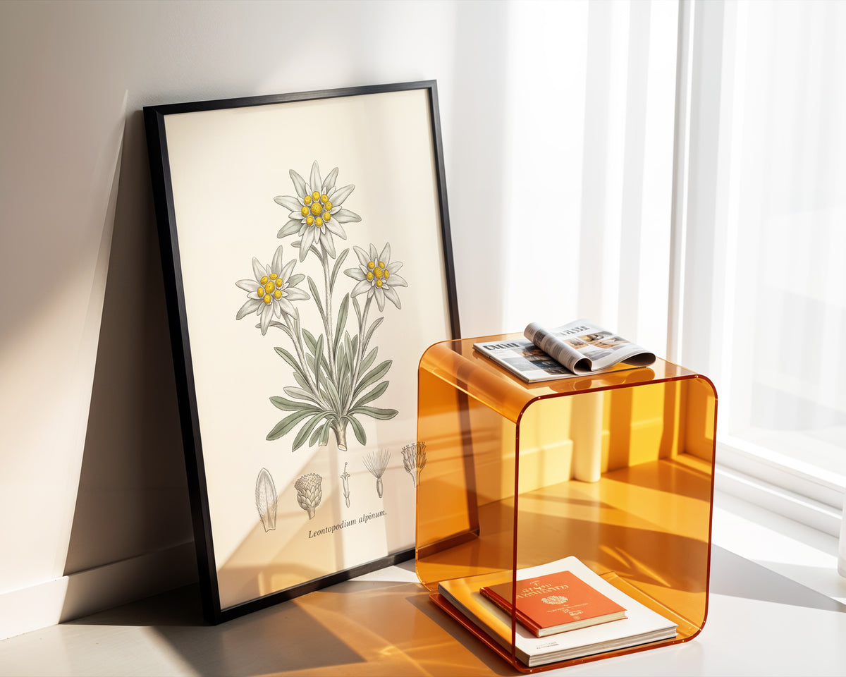 Edelweiss - Leontopodium Alpinum, Botanical Plate
