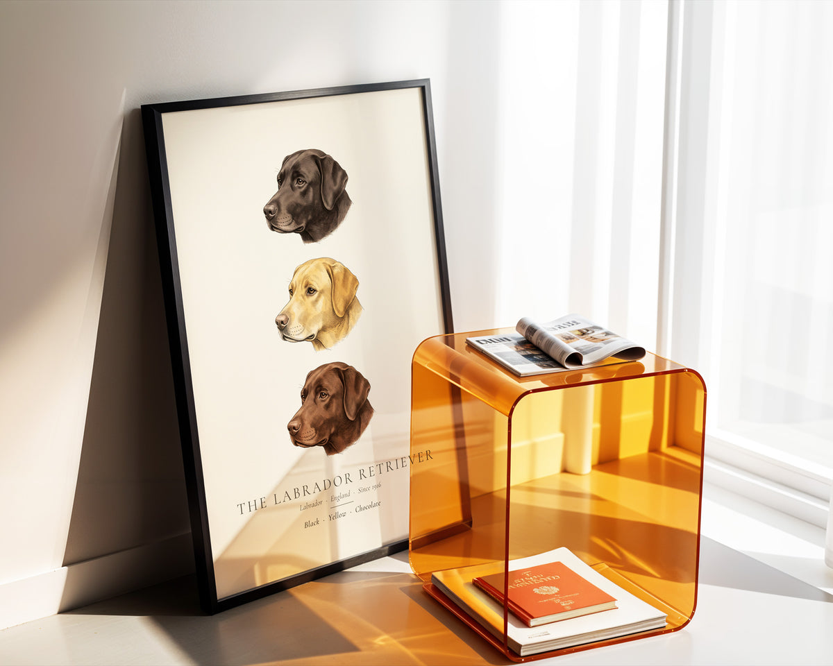 Labrador Retriever Three Colours Plate - The Kennel Book