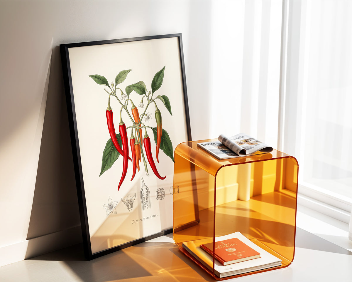 Capsicum Annuum - Chilli Pepper, Botanical Plate