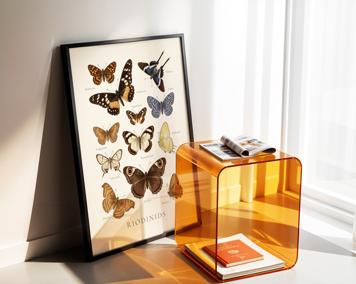 Riodinids — Butterfly Chart poster