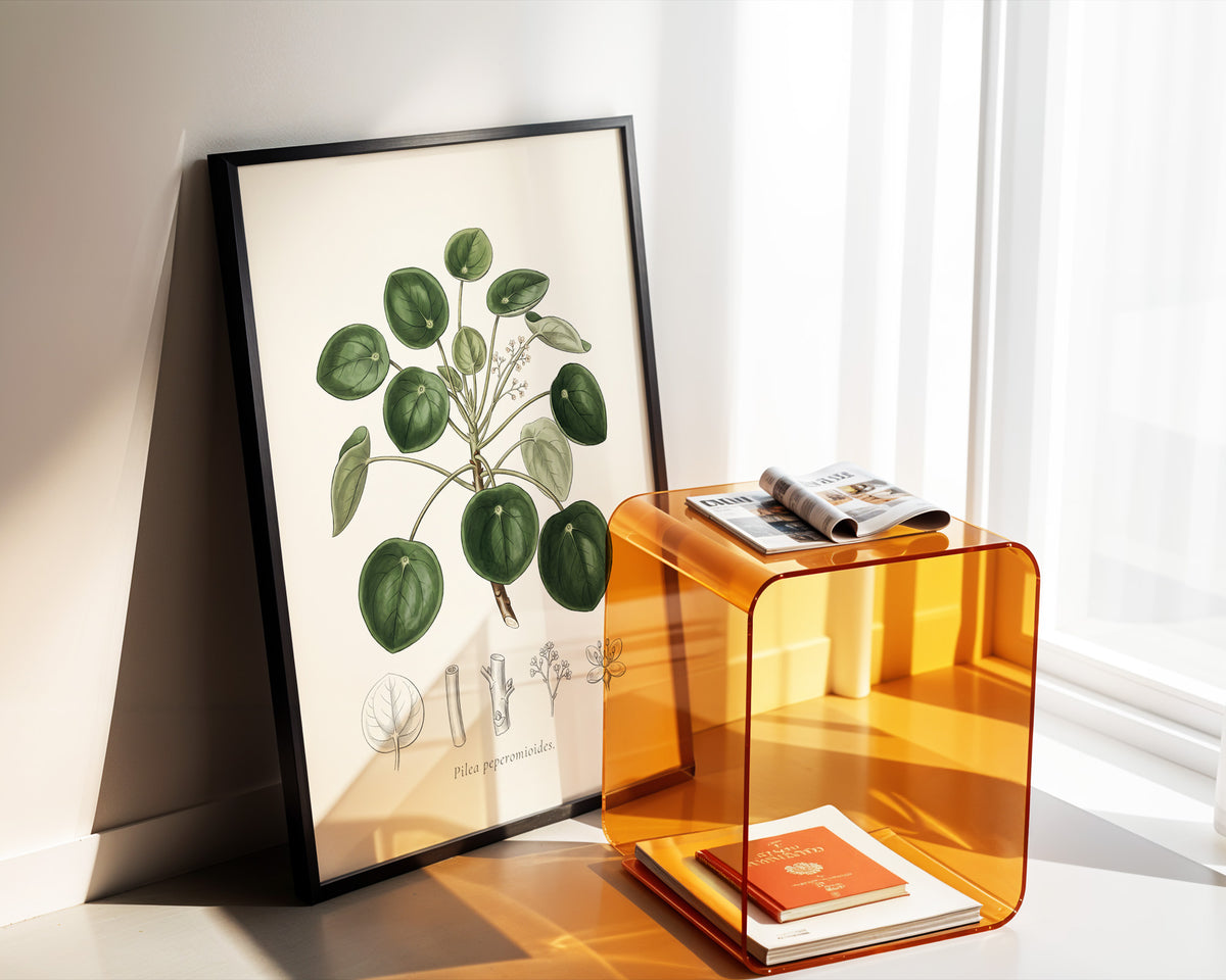 Chinese Money Plant Botanical Plate - Pilea peperomioides