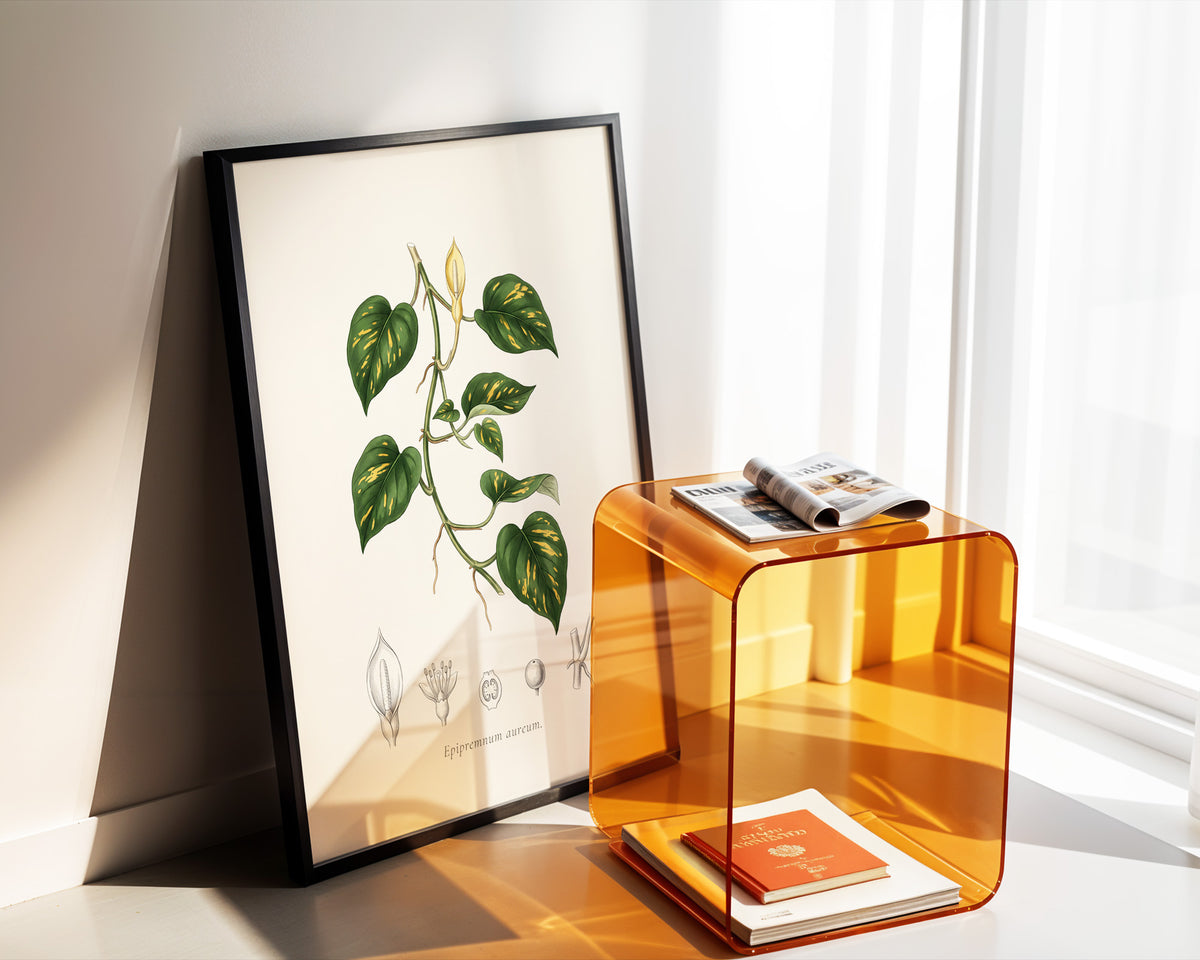 Pothos Botanical Plate - Epipremnum aureum