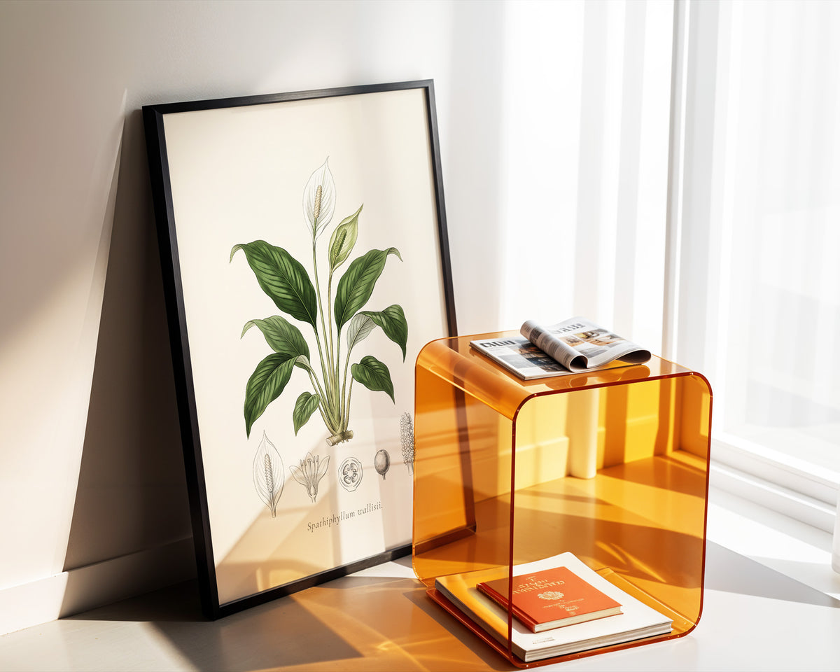 Peace Lily Botanical Plate - Spathiphyllum wallisii