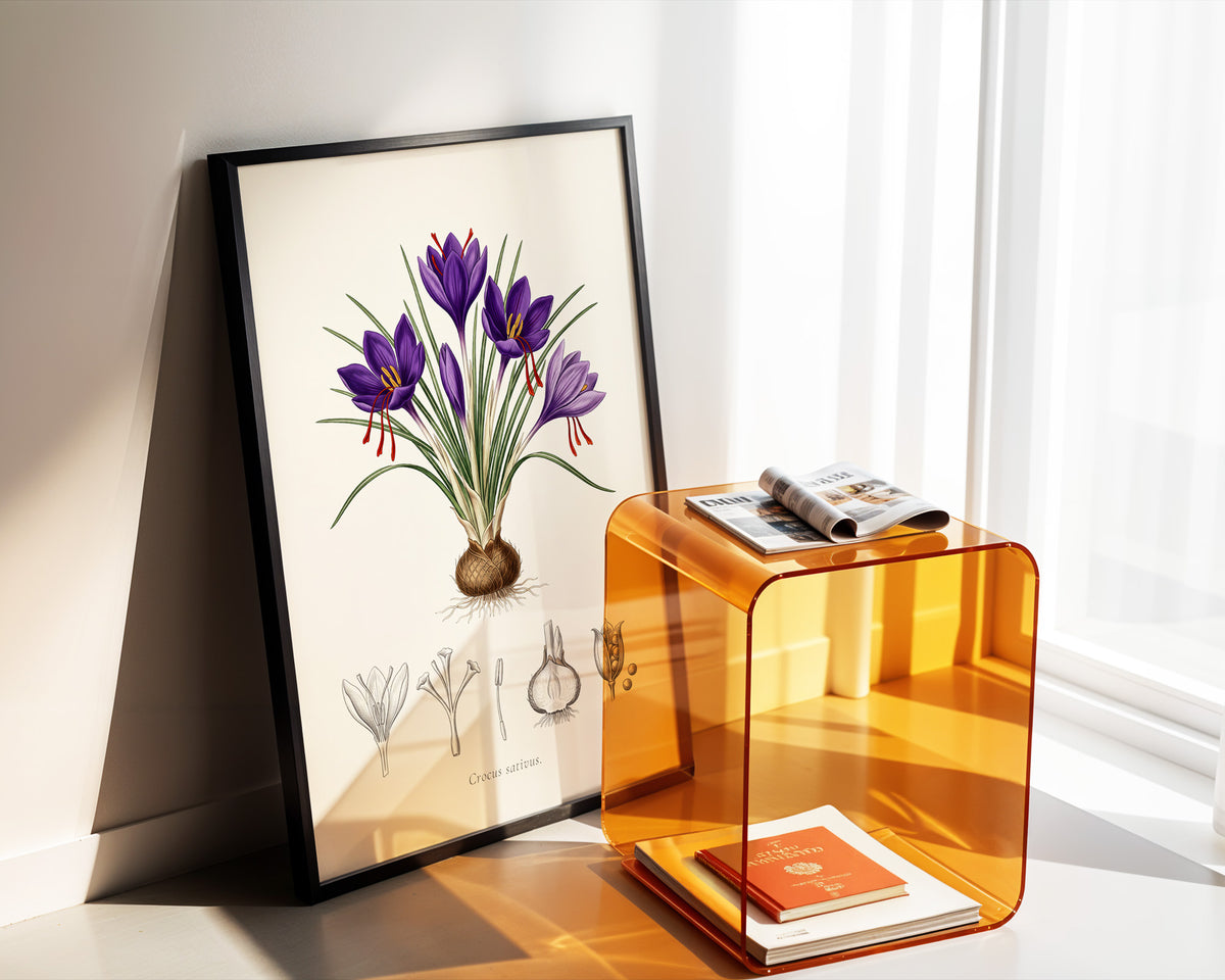 Crocus Sativus - Saffron Crocus, Botanical Plate